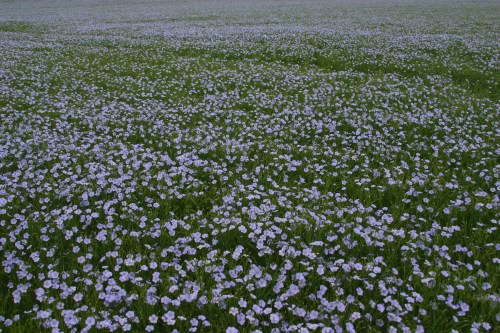 Field_of_flax_(nick-od)_2